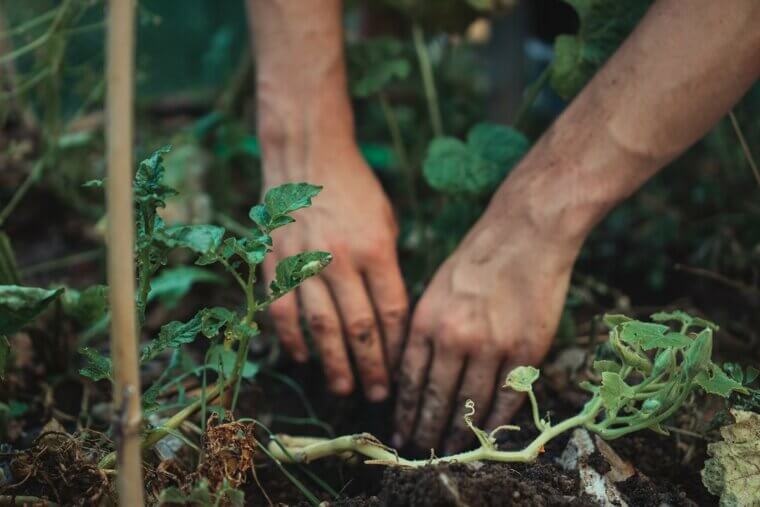 Planting Trees Too Close to the House