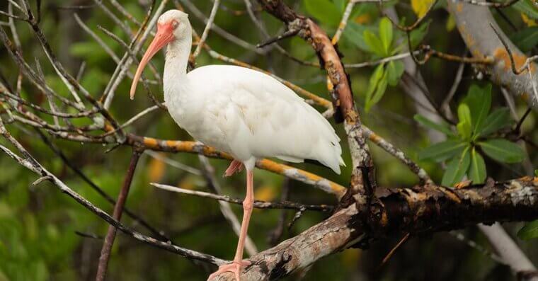 Sanibel Island, Florida