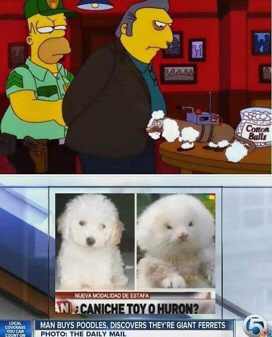 Ferrets Sold As Poodles Scam — Season 13, Episode 22