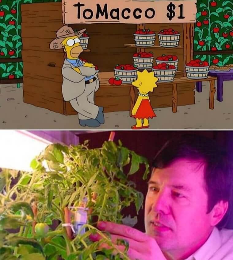 The Invention of The Tomacco Plant — Season 11, Episode 5