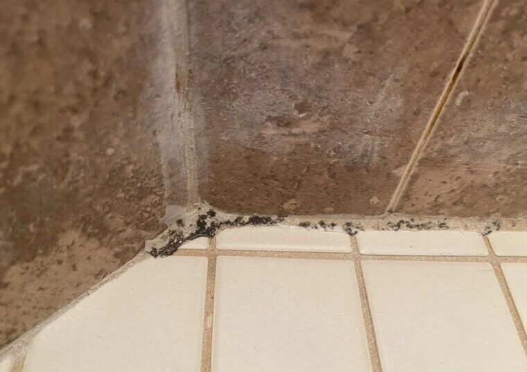 Moldy Grout