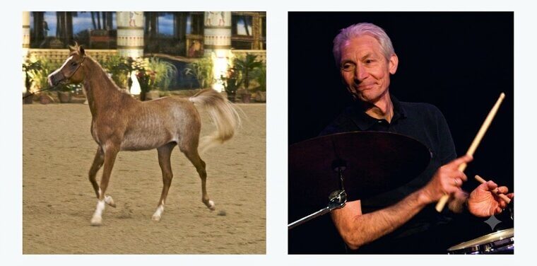 Charlie Watts and His Arabian Horse Breeding
