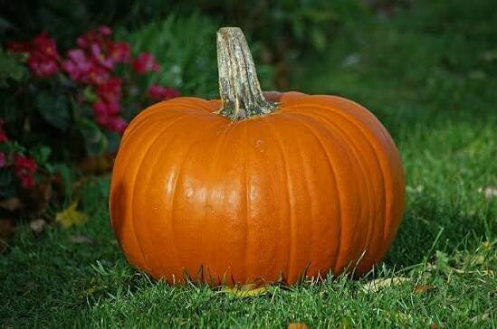 Jim Martin and His Giant Pumpkin Farming