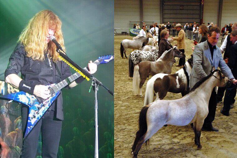 Dave Mustaine and His Beautiful Miniature Horses