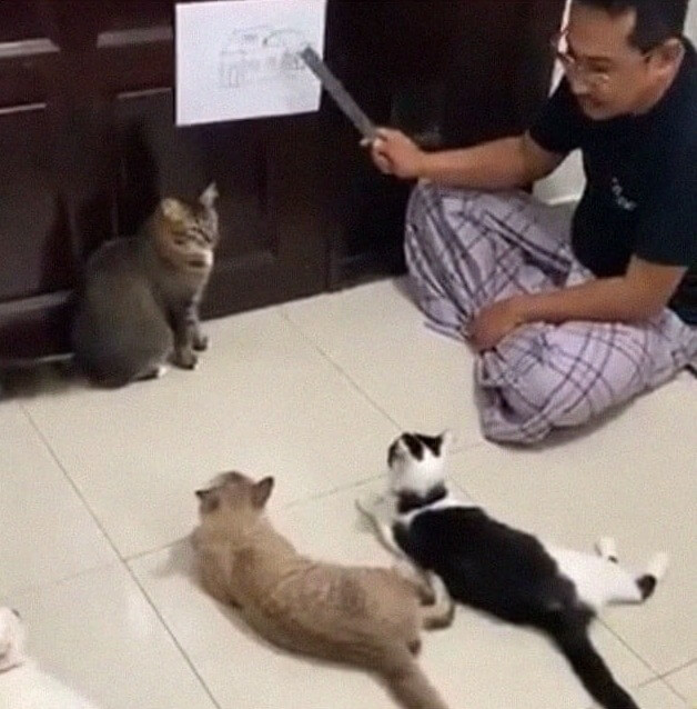 Helping The Cats Understand Why You Are Home All The Time Now