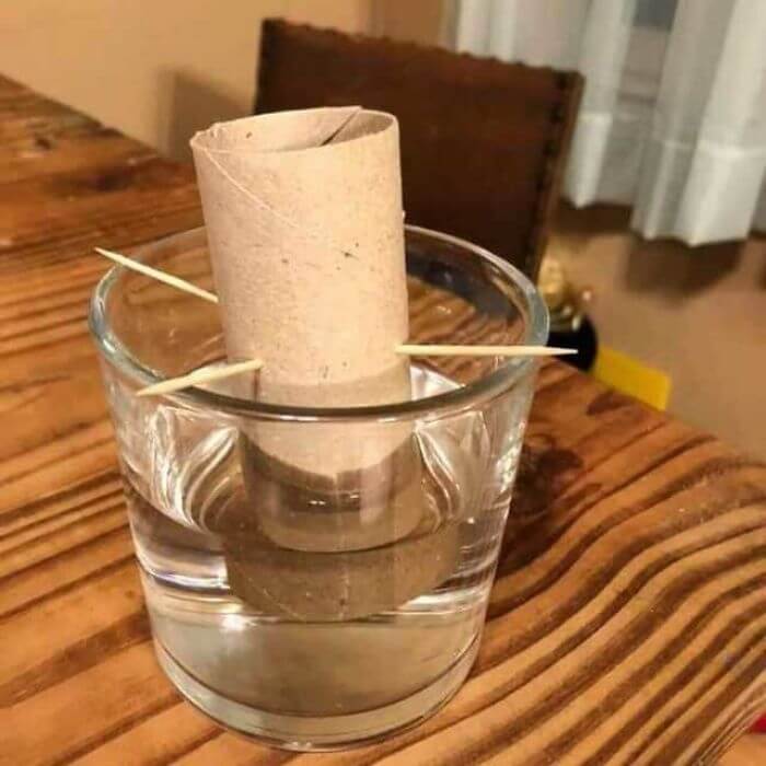 How To Grow Your Own Toilet Paper