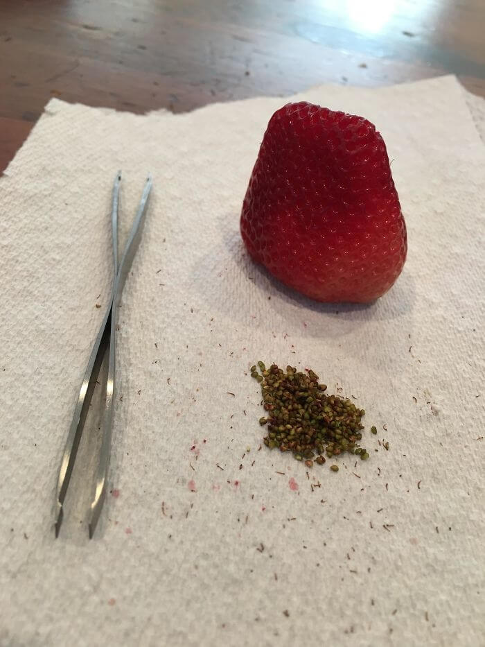 At What Point Are You Bored Enough To De-Seed A Strawberry With A Tweezer?