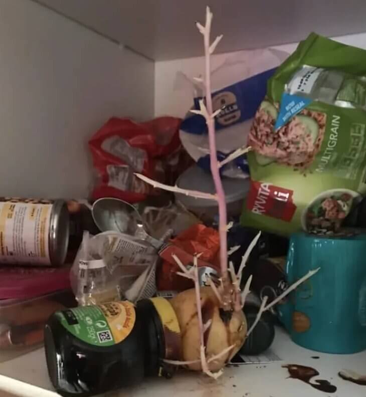 His Dirty Roommate Accidentally Grew a Garden in the Pantry