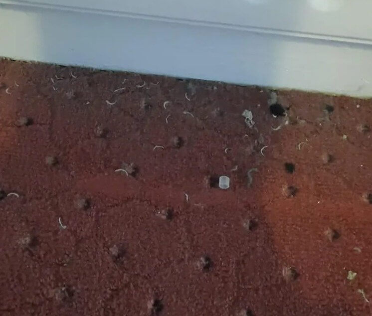 When Your Roommate Collects His Toenails Behind the Couch