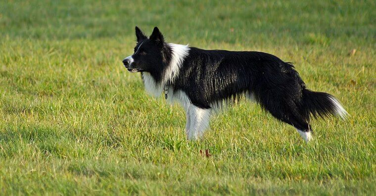 Border Collies