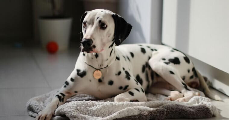 Dalmatians