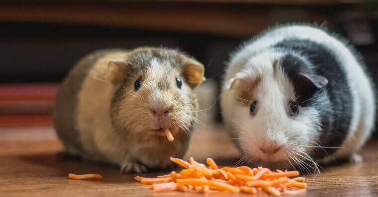 Guinea Pigs