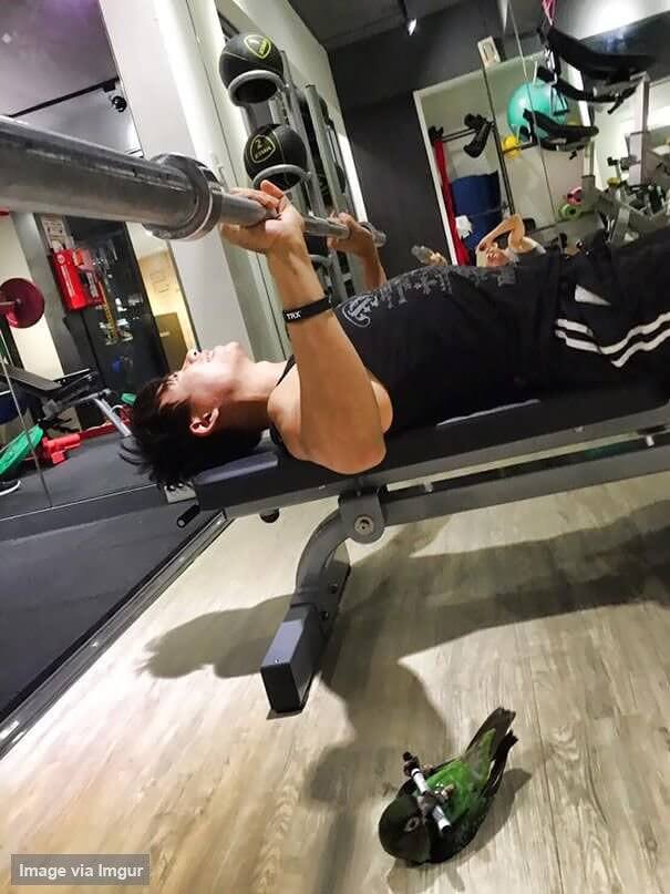 Don't Forget To Take Your Bird To The Gym
