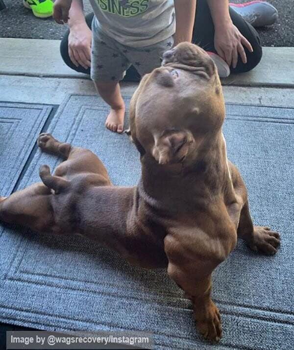 Dogs Know Best When It Comes To Yoga Poses