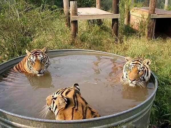 Tres Tigres Relajándose En Un Jacuzzi