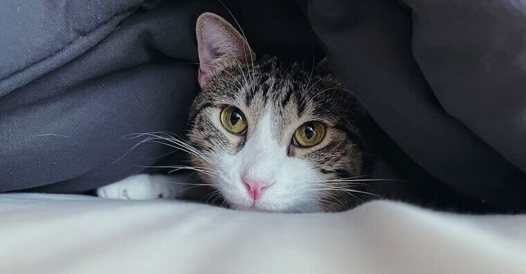 Keep Pets Off the Bed