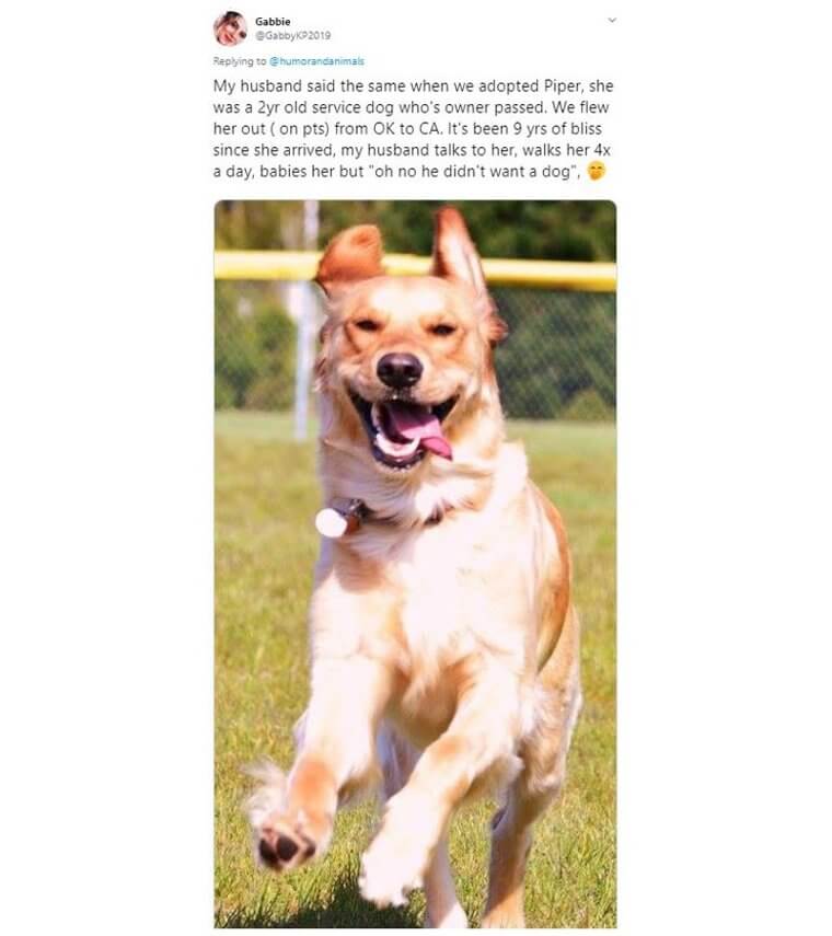 Dad Really Didn’t Want A Dog. The Result? “Nine Years Of Bliss”