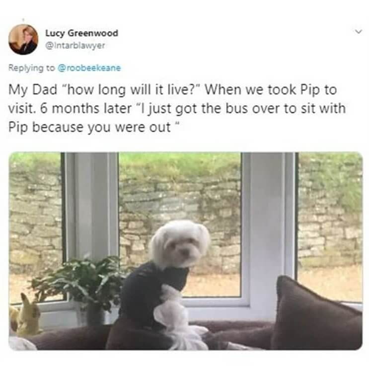 This Dad Goes The Extra Mile To Babysit A Dog He Really Didn't Care for