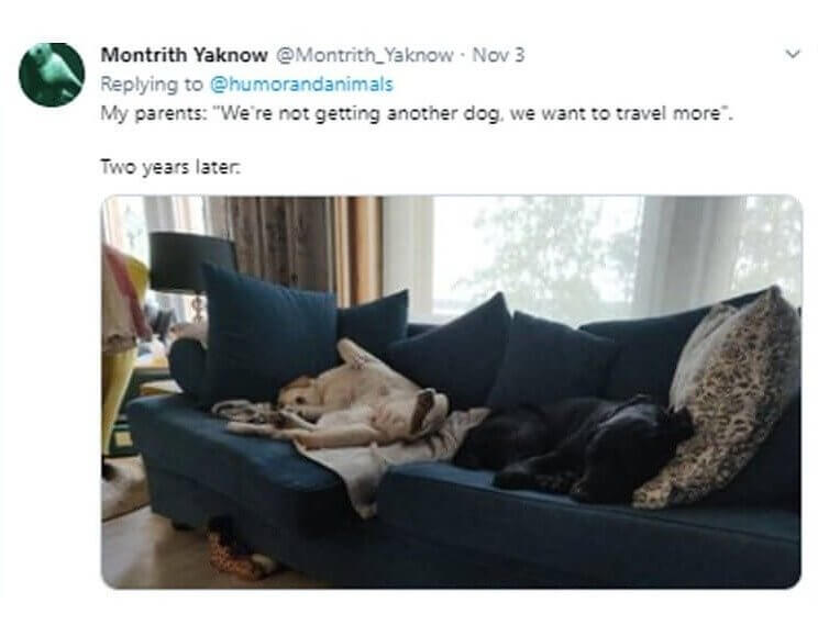 From “We Want To Travel More” To Getting Another Dog