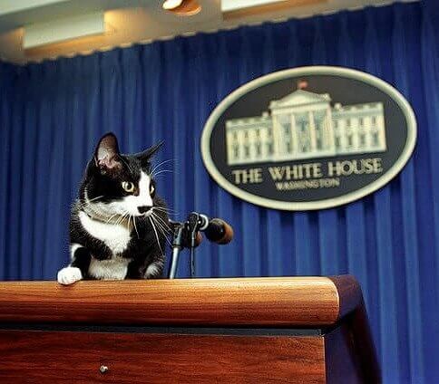 The CIA Tried to Rig Cats With Radio Transmitters During the Cold War