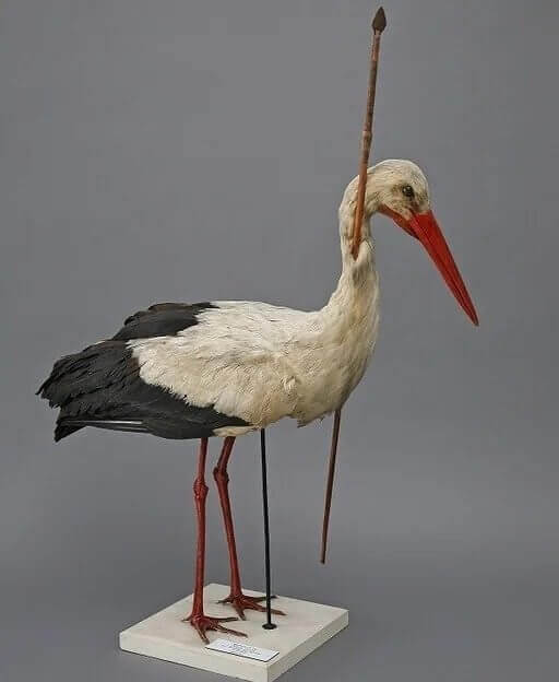 This Impaled Stork Helped Zoologists Make a Big Discovery in 1822