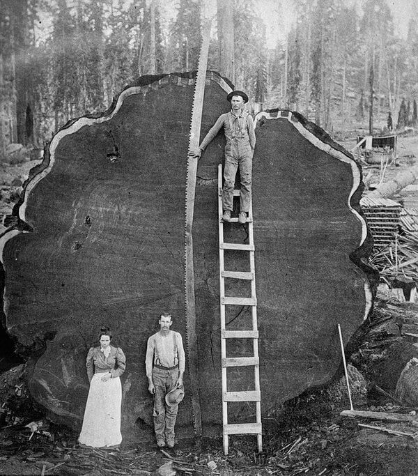 This Is a Two Thousand Year Old Tree in Early California