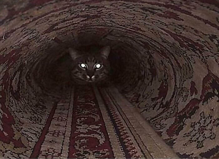 The Cat at the End of the Tunnel