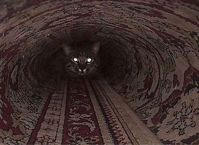 Ilusões de ótica: O gato no fim do túnel - Foto: BobHubert/Imgur