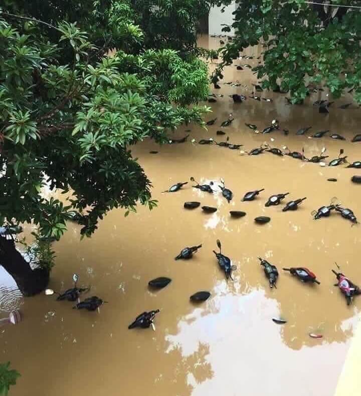 A Pond Full of Ducks or a Flood With Motorcycle Handlebars Peeking Out