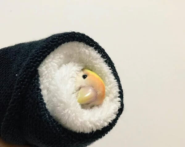 Quick, Your Sushi Might Fly Away