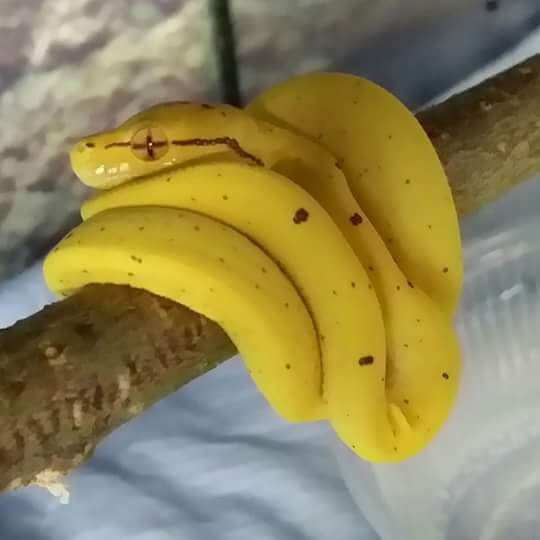 A Slithery Banana