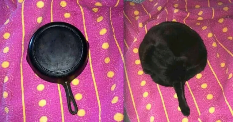 A Hot Pan Left a Cat-Shaped Burn Mark