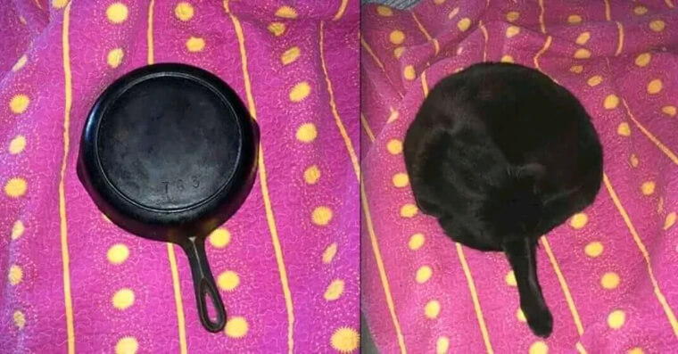 Ilusões de ótica: Uma panela quente deixou uma marca de queimadura em forma de gato - Foto: Reddit