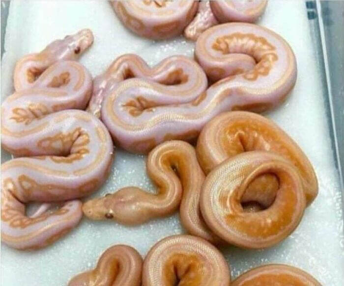 Glazed Donuts Don't Get Any Scarier Than This