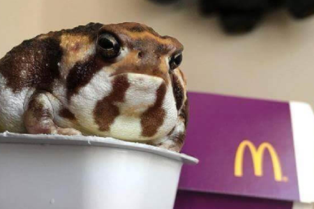 Grappige visuele illusies die het oog voor de gek houden