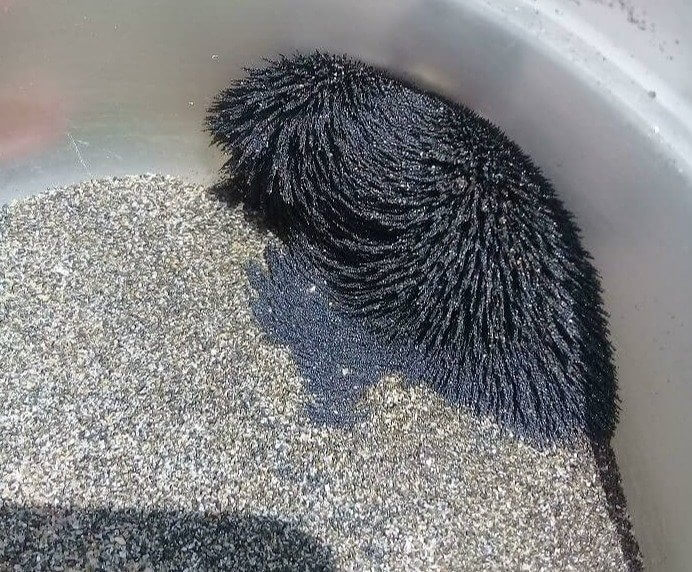 Something Makes This Sand Different From the Rest