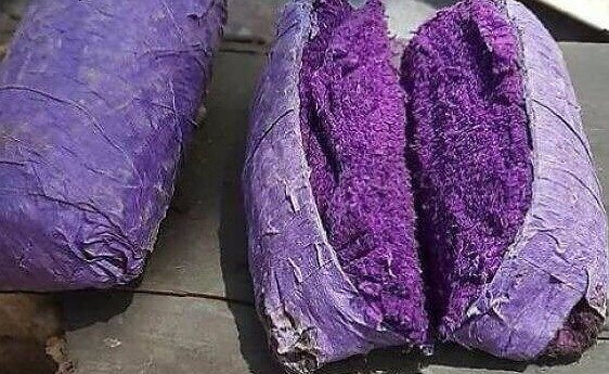 These Purple Packets Are Used on Inseminated Sheep