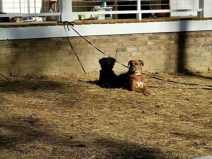 Hier gibt es eigentlich zwei Hunde