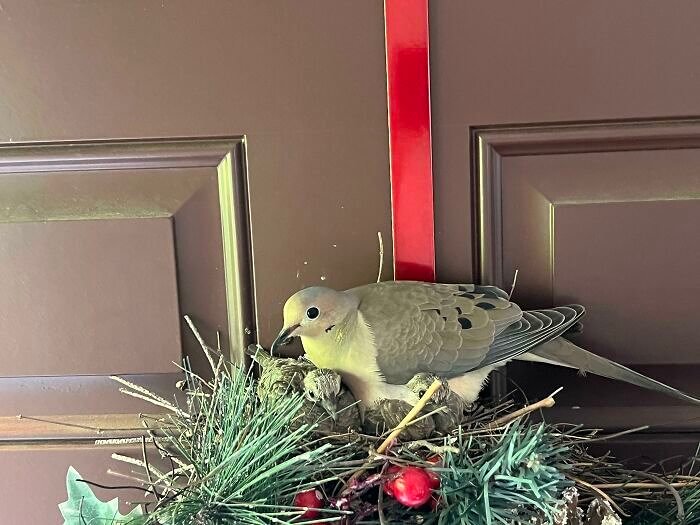 Ein Vogel, der einen Kranz zu seinem Nest machte