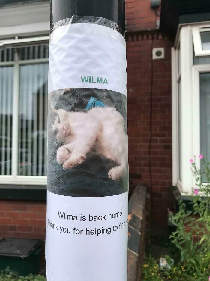 Vermisste Katze Follow-Up Flyer