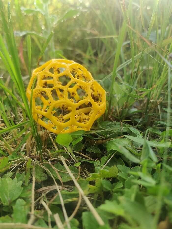 Korbpilz