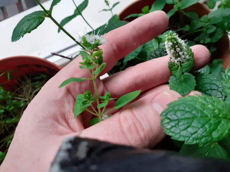 Save Herbs And Cook Like A Pro