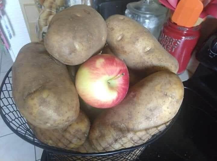 An Apple A Day Keeps Potato Rot At Bay