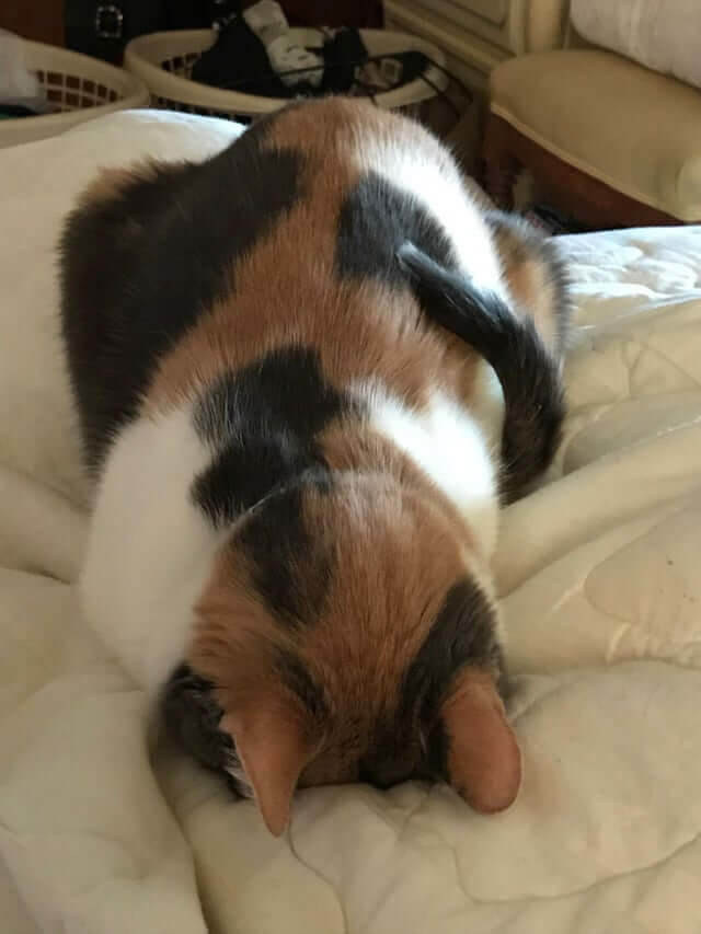 Not All Cats Like Photos