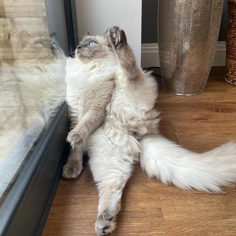 Just A Cat Doing Yoga