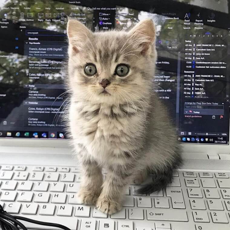 The Cutest Attention Seeker Ever