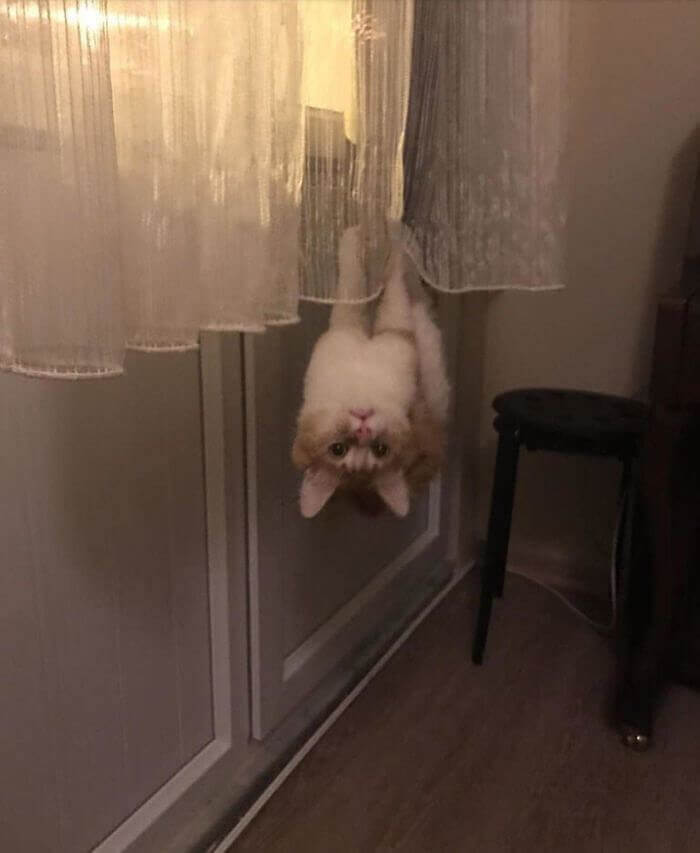 When Your Cat Is Actually A Bat