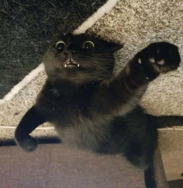 Vampire Hunter Kitty