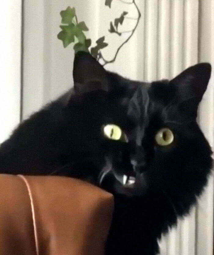 That "Charming" Smile