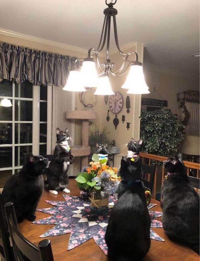 A Meeting Of The Secret Cult Of Kittens